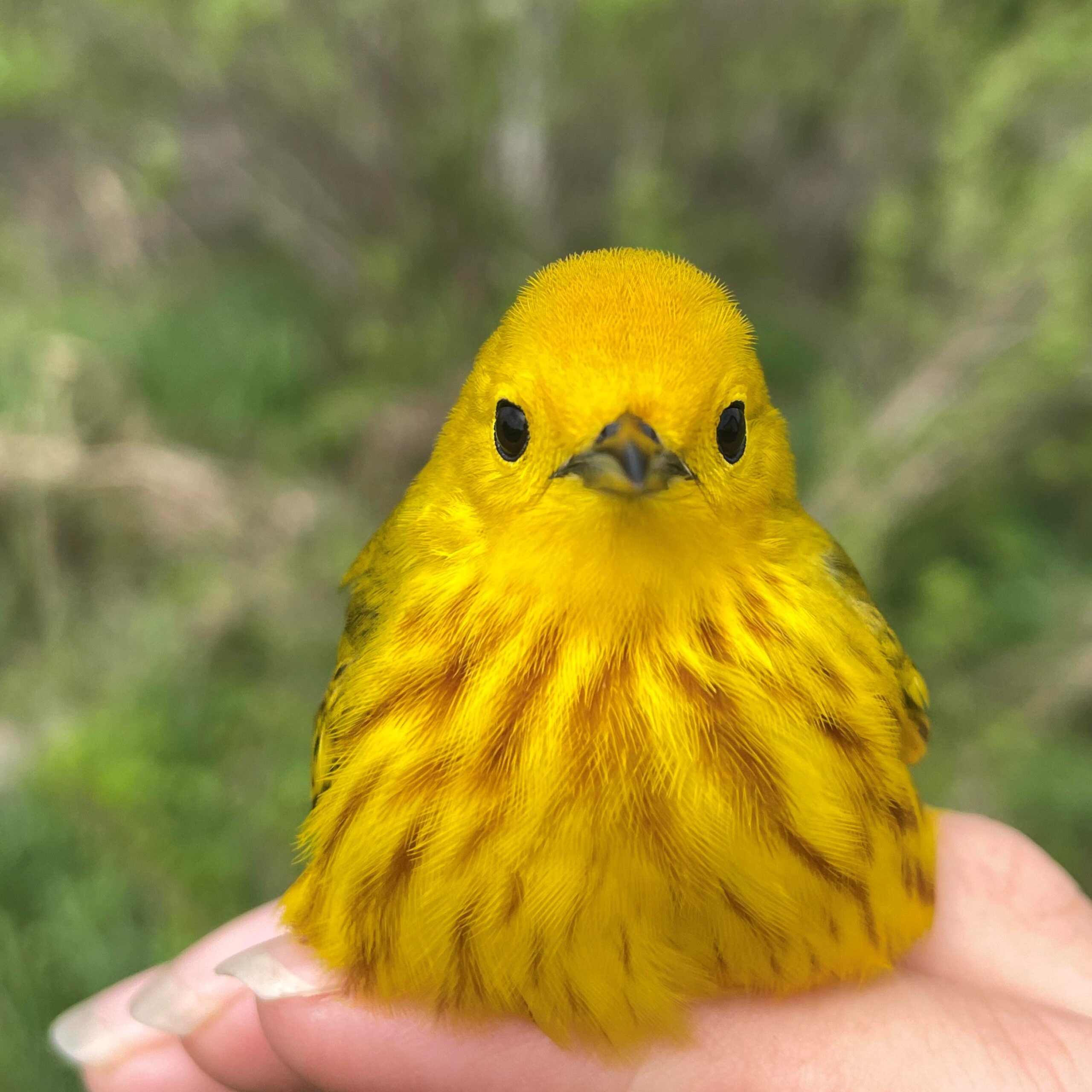 Explos-Nature : Formation de futurs ornithologues grâce à l’Observatoire d’oiseaux de Tadoussac