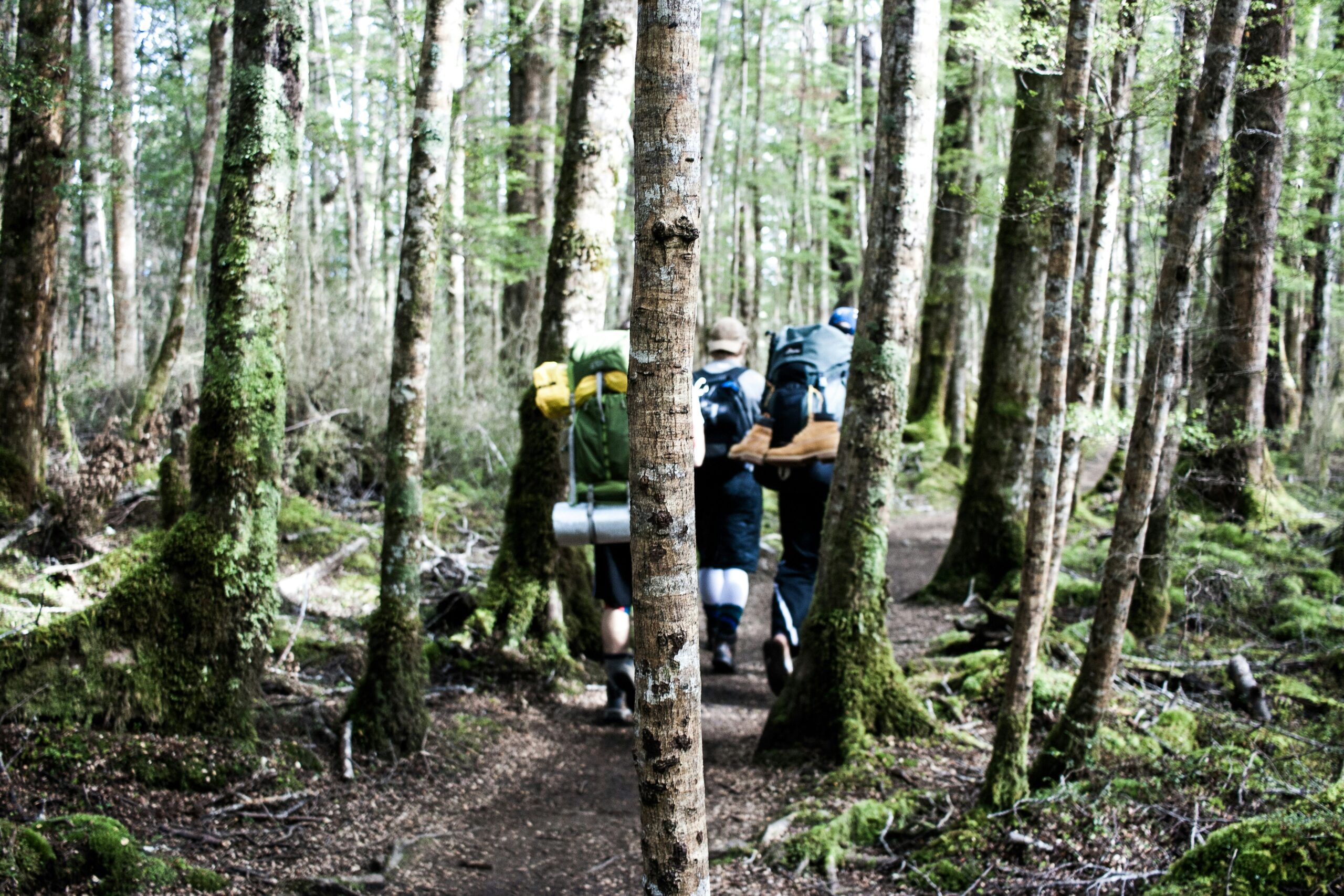 Bioblitz végétal