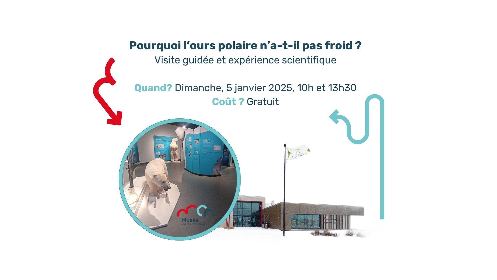 Pourquoi l’ours polaire n’a-t-il pas froid?